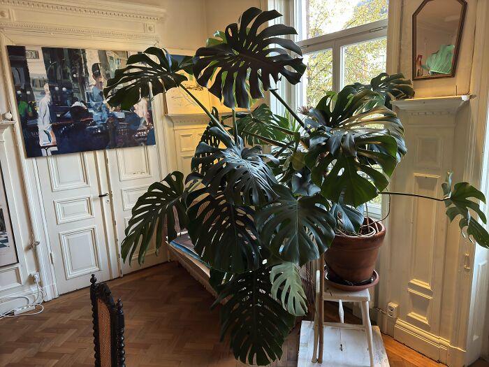 Large indoor plant as a unique inheritance, placed in a sunlit room with classic decor and artwork.