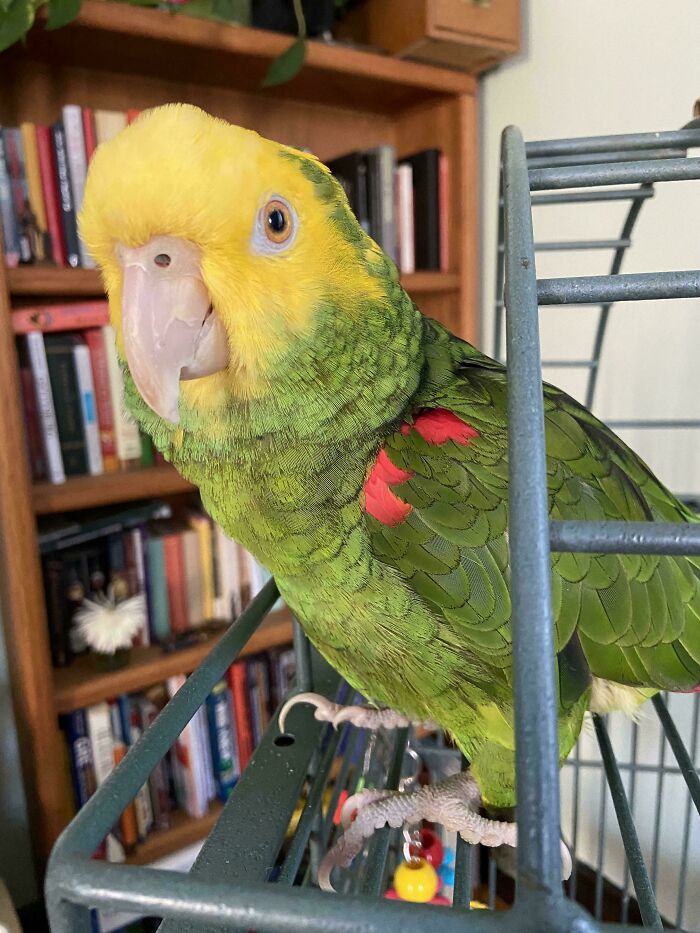 A green and yellow parrot, an example of a unique inheritance, perched on a metal cage with a bookshelf in the background.