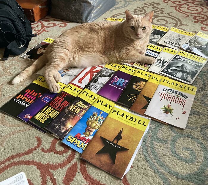 Cat lying on a collection of Playbills, showcasing a cool inheritance.