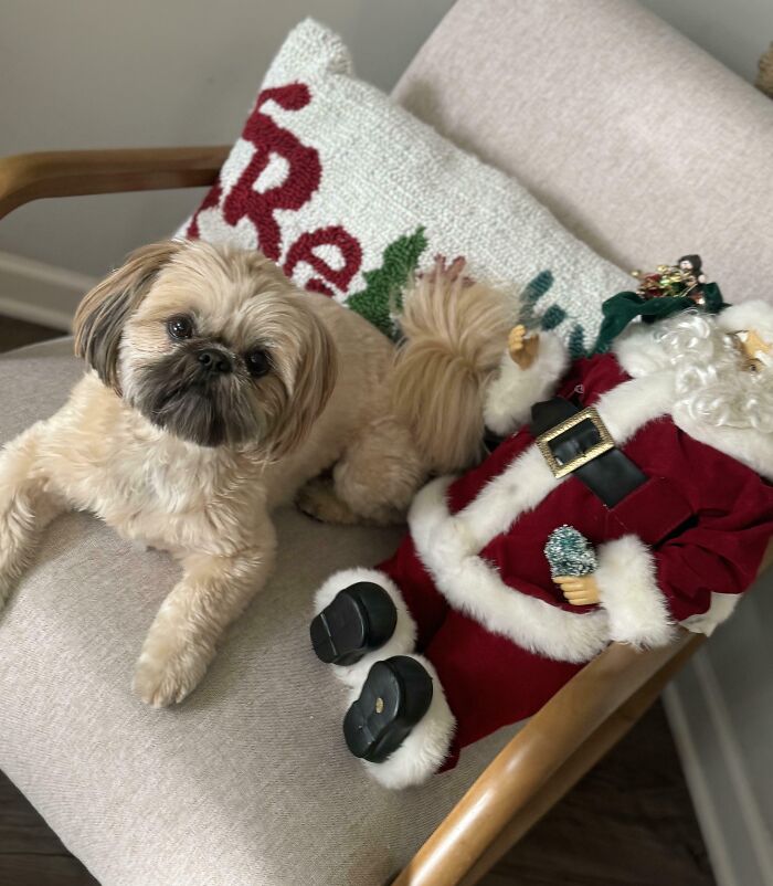 A dog lounges beside a Santa figurine, symbolizing a unique inheritance.