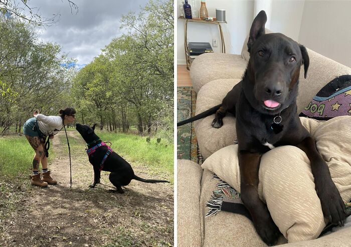 Woman with cool inheritance: a playful dog, walking outdoors and relaxing on a couch.