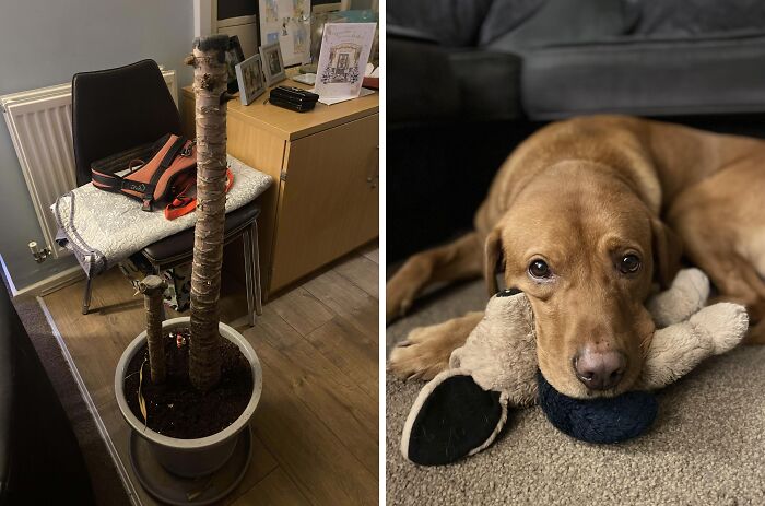 A plant in a pot next to a chair and a dog lying on a stuffed toy, representing cool inheritance items.