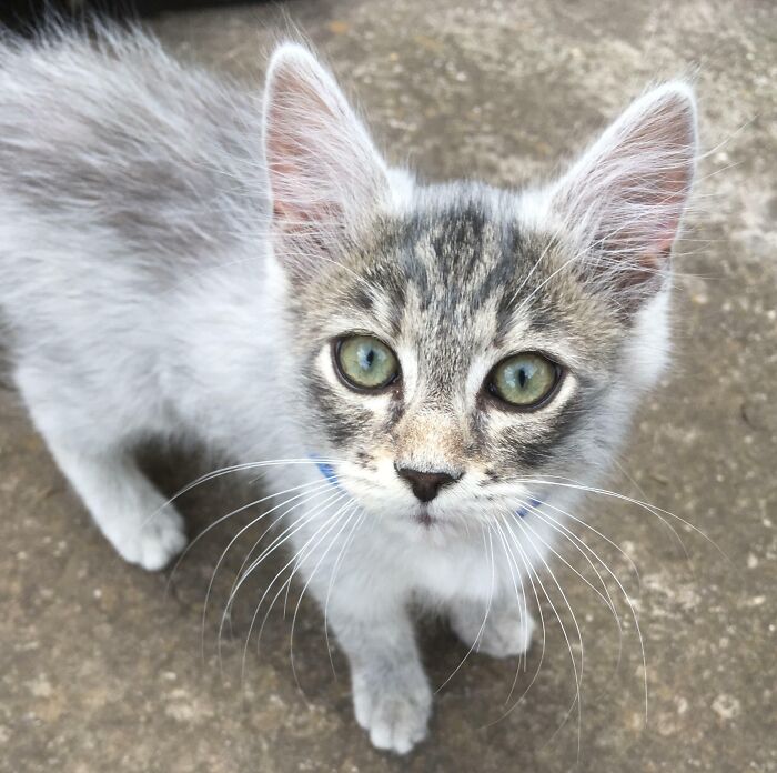 Cute gray kitten with green eyes looking up, standing on concrete.