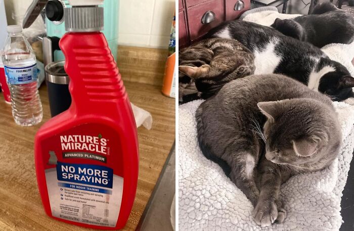 Keep Your Home Smelling Fresh And Your Furniture Intact With Nature's Miracle Cat Spray Prevention Spray. It Deters Your Feline Friend From Marking Territory, So You Can Enjoy A Clean And Odor-Free Home. No More Surprises, Just Purr-Fect Peace Of Mind!