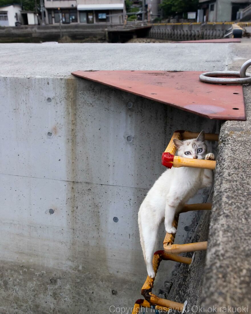 Cat pictures by Masayuki Oki: a curious white cat on a ladder, peering over with wide eyes against a concrete backdrop.