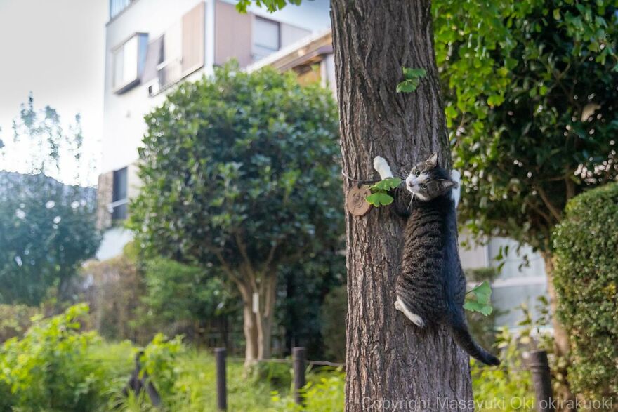 Cat climbing a tree in a park, captured by Masayuki Oki.