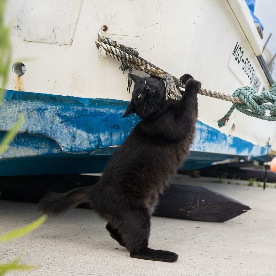 A playful black cat pulling a rope near a boat, captured by Masayuki Oki.