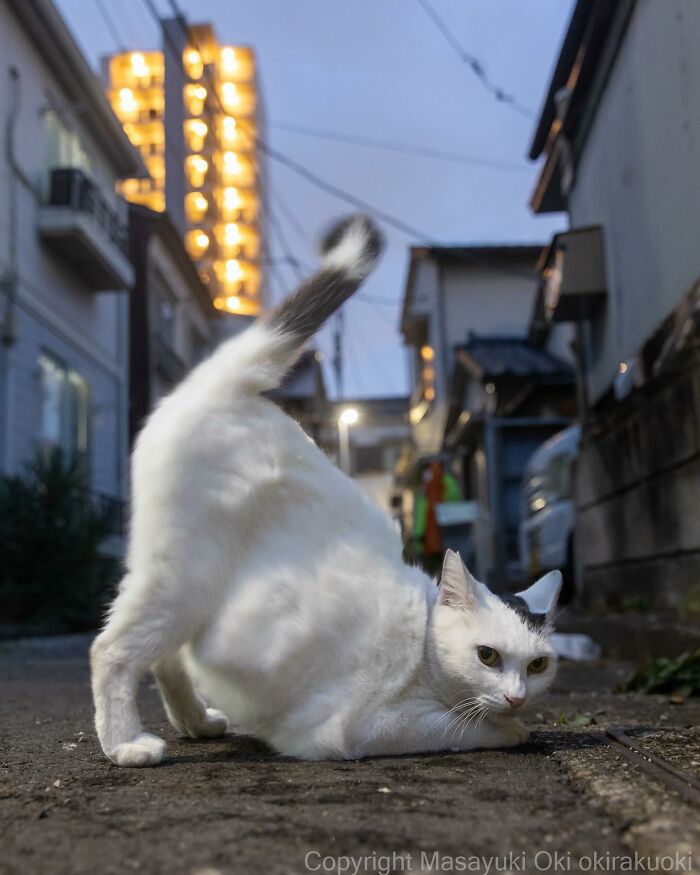 Documenting The Lives Of Tokyo’s Stray Cats: 41 New Photos From Masayuki Oki