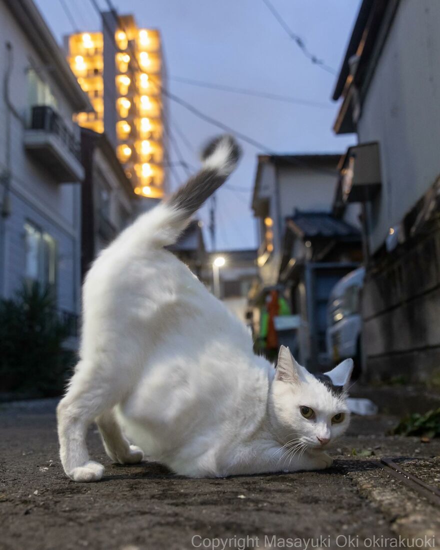 A white cat striking a playful pose on a dimly lit street, photographed by Masayuki Oki.