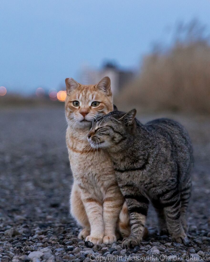 Two cats snuggle on a gravel path, captured in an entertaining picture by Masayuki Oki.