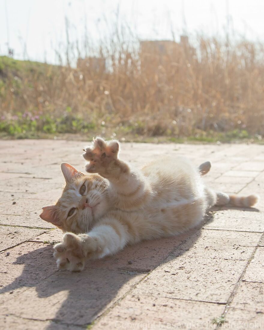 Playful cat stretching on a sunlit brick path, captured by Masayuki Oki.