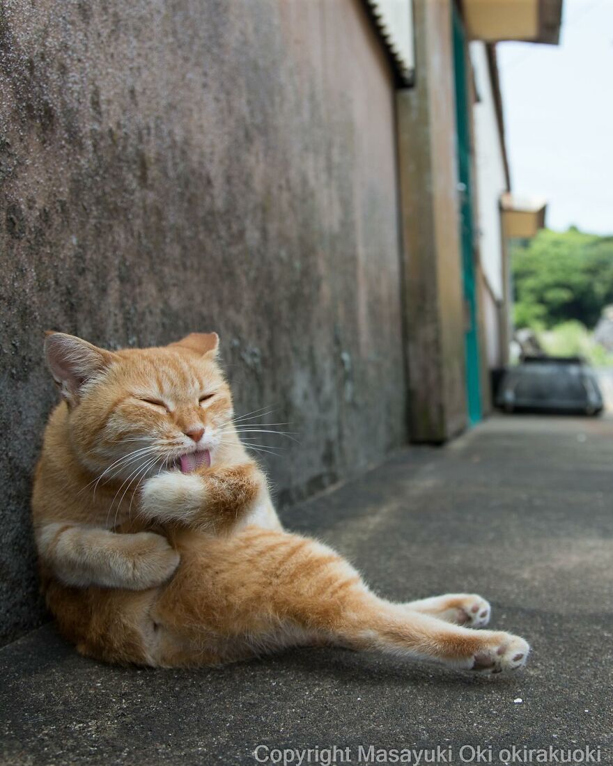 Orange cat lounging against a wall, licking its paw, captured by Masayuki Oki.