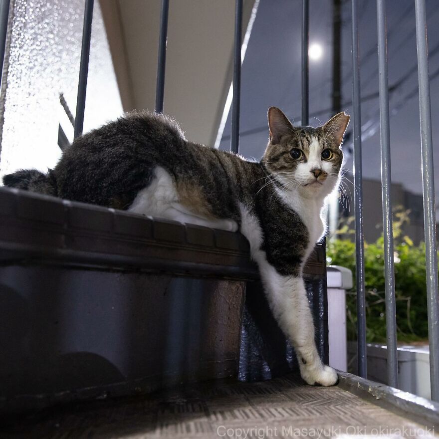 Cat lounging on outdoor stairs at night, captured by Masayuki Oki.