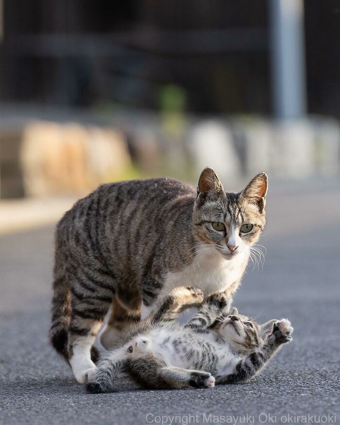 Documenting The Lives Of Tokyo’s Stray Cats: 41 New Photos From Masayuki Oki