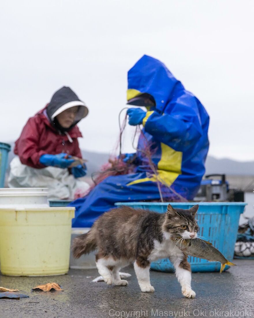 Cat carrying fish near fishermen in rain gear, captured by Masayuki Oki.