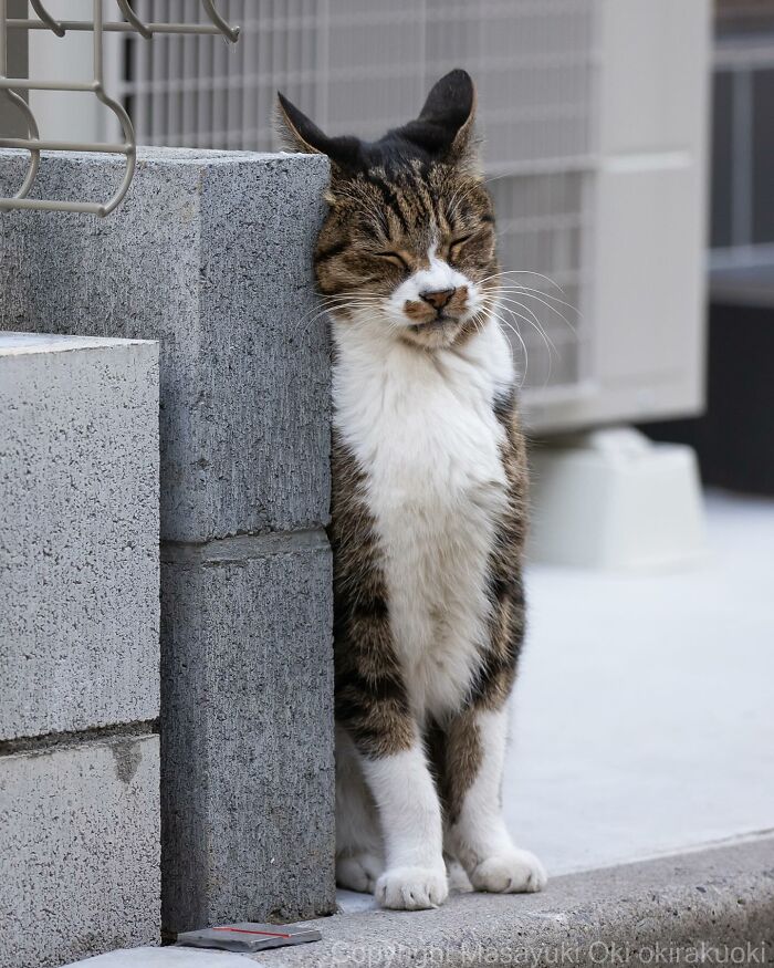 Documenting The Lives Of Tokyo’s Stray Cats: 41 New Photos From Masayuki Oki