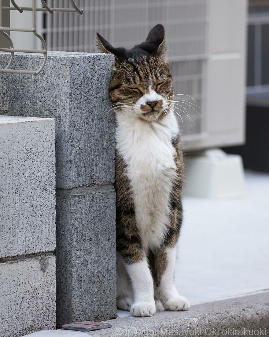 Sleeping cat leaning against a concrete wall, captured by Masayuki Oki.