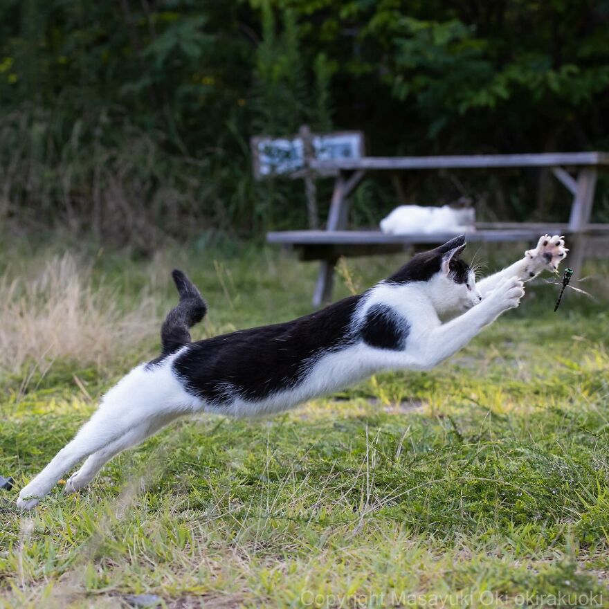 A cat captured by Masayuki Oki leaping in the air to catch a dragonfly in a grassy outdoor setting.