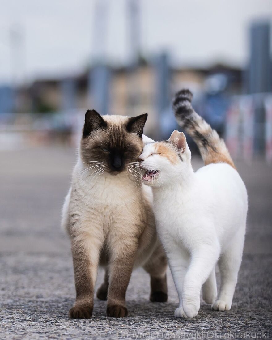 Two cats affectionately walking side by side captured by Masayuki Oki.