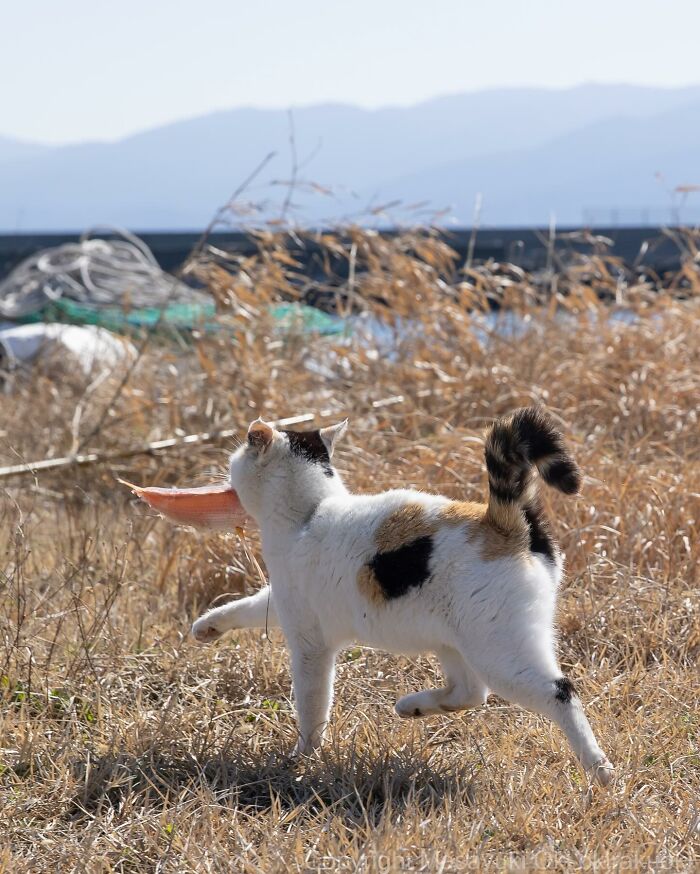 Documenting The Lives Of Tokyo’s Stray Cats: 41 New Photos From Masayuki Oki