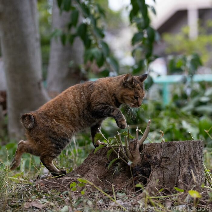 Documenting The Lives Of Tokyo’s Stray Cats: 41 New Photos From Masayuki Oki