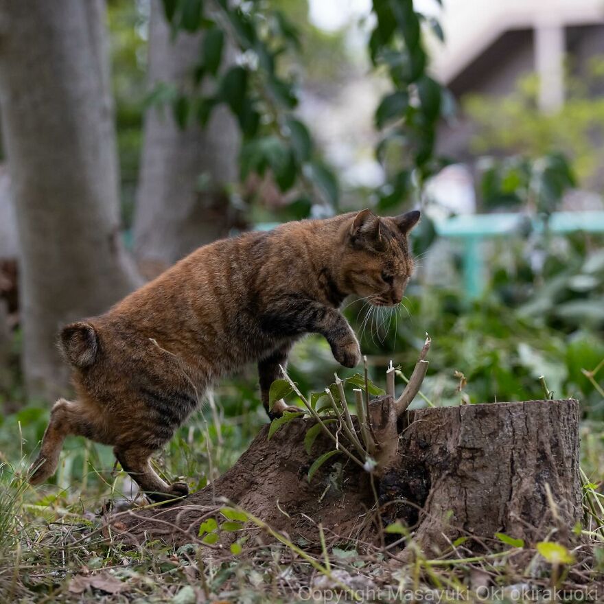 Cat jumping playfully near a tree stump, captured by Masayuki Oki.