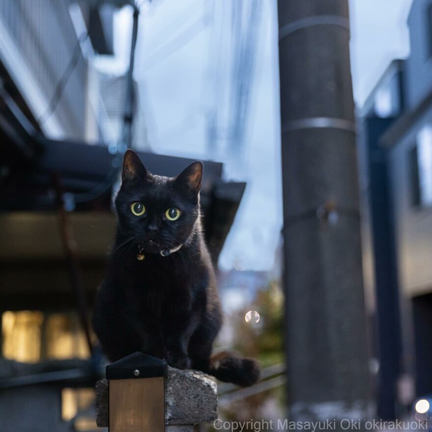 Black cat with bright eyes sits alert on a post, captured by Masayuki Oki.