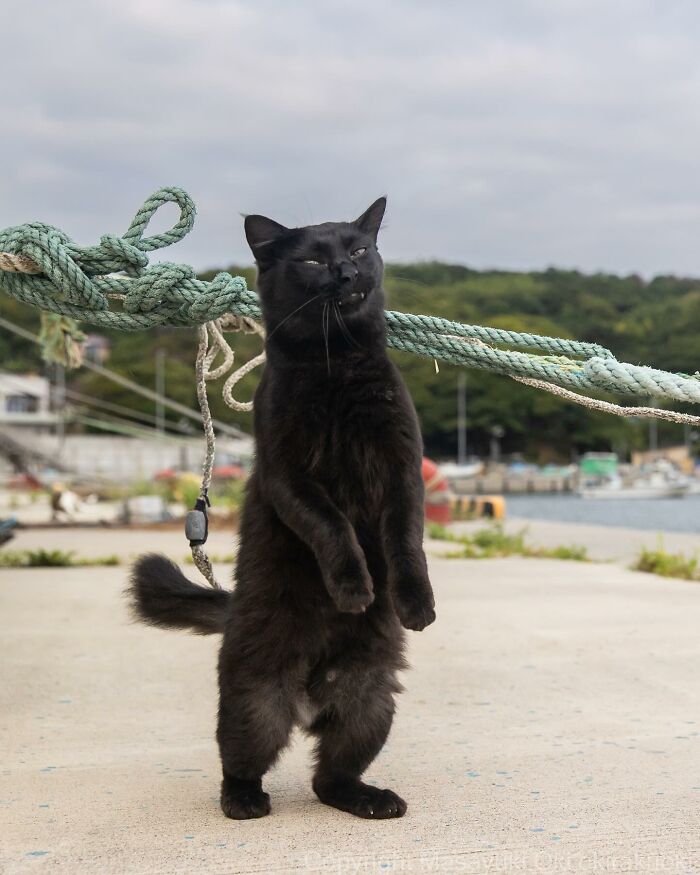 Documenting The Lives Of Tokyo’s Stray Cats: 41 New Photos From Masayuki Oki