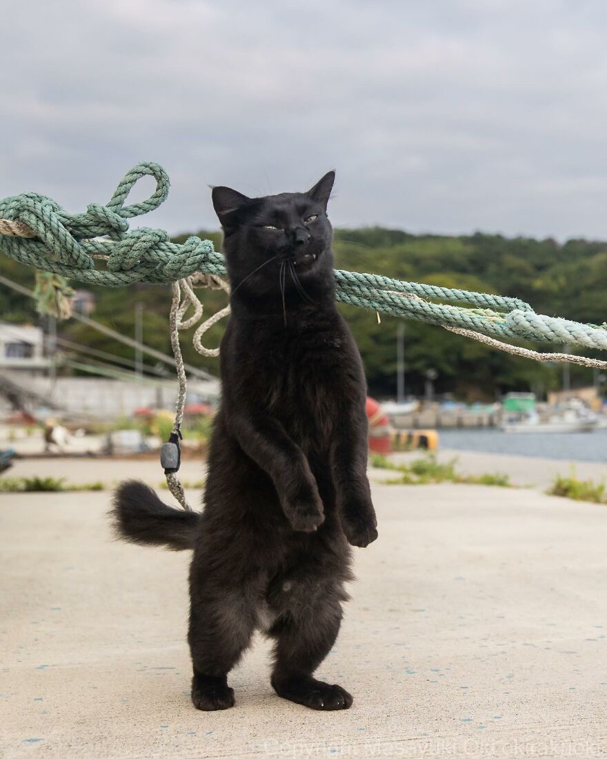 Entertaining cat standing upright outdoors with a quirky expression, captured by Masayuki Oki.