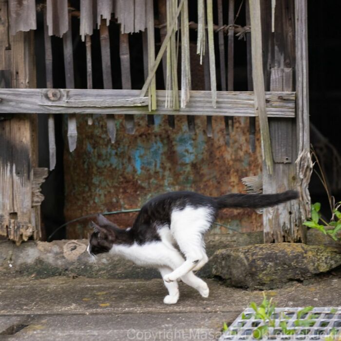 Documenting The Lives Of Tokyo’s Stray Cats: 41 New Photos From Masayuki Oki