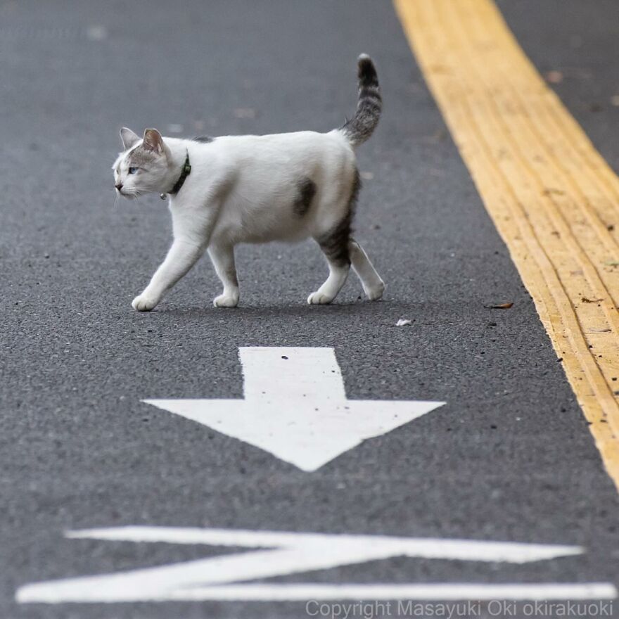 Cat walking on a road with an arrow, photographed by Masayuki Oki.