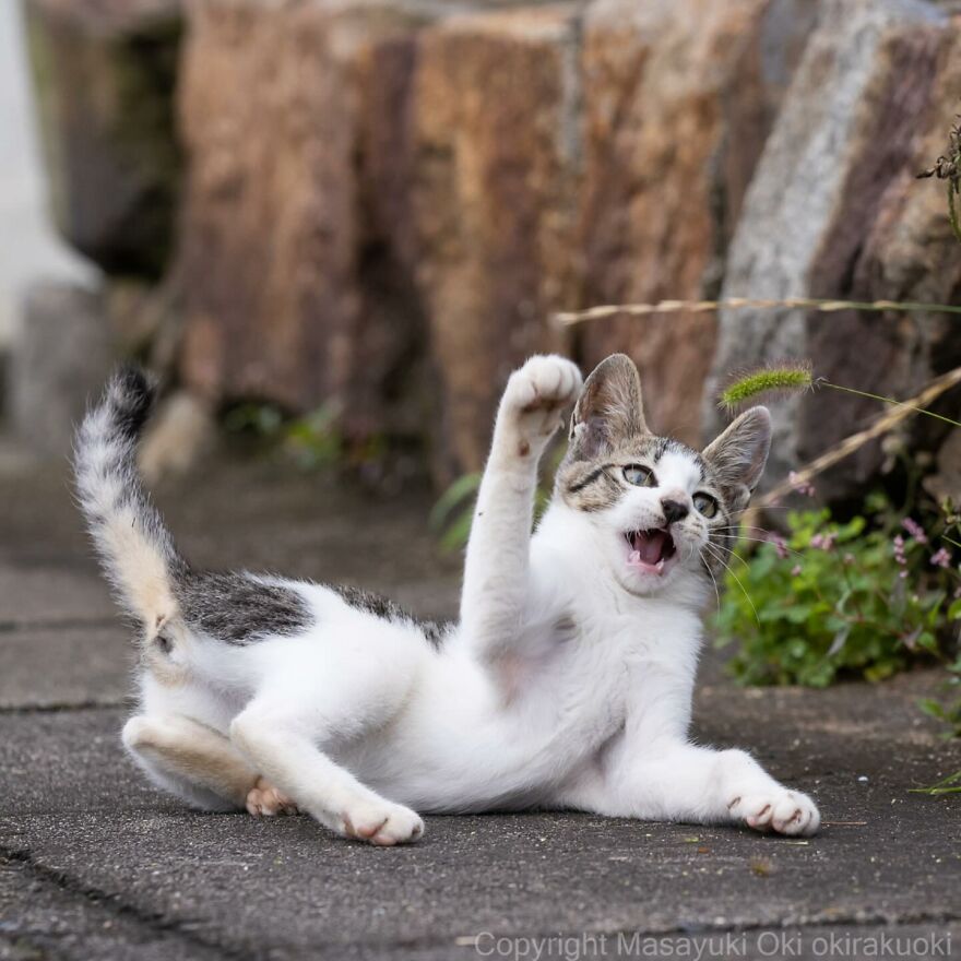 Playful cat captured by Masayuki Oki, lying on the ground with a raised paw and open mouth, next to a stony background.