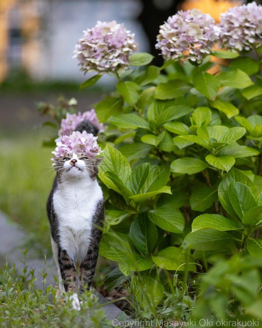 Playful cat standing with hydrangea flowers on its head, captured by Masayuki Oki.