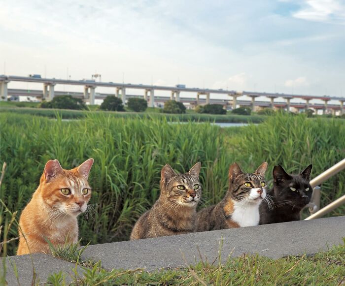 Documenting The Lives Of Tokyo’s Stray Cats: 41 New Photos From Masayuki Oki