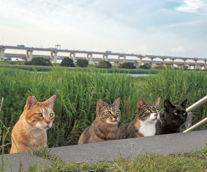 Four cats sitting in a row, captured by Masayuki Oki, with a bridge and greenery in the background.