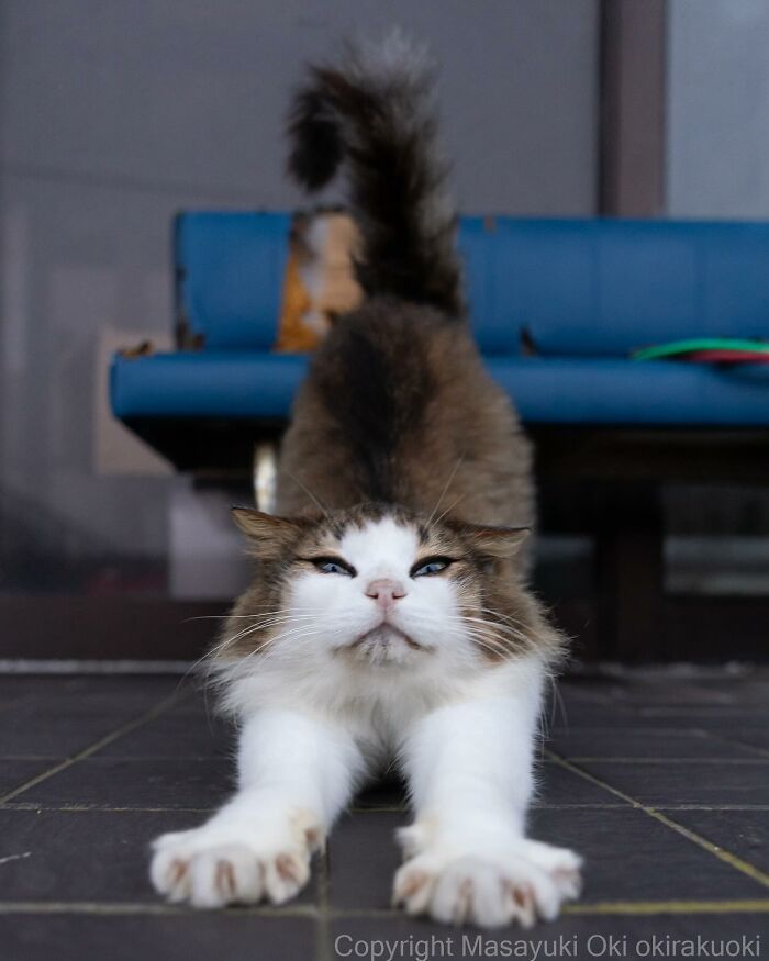 Documenting The Lives Of Tokyo’s Stray Cats: 41 New Photos From Masayuki Oki