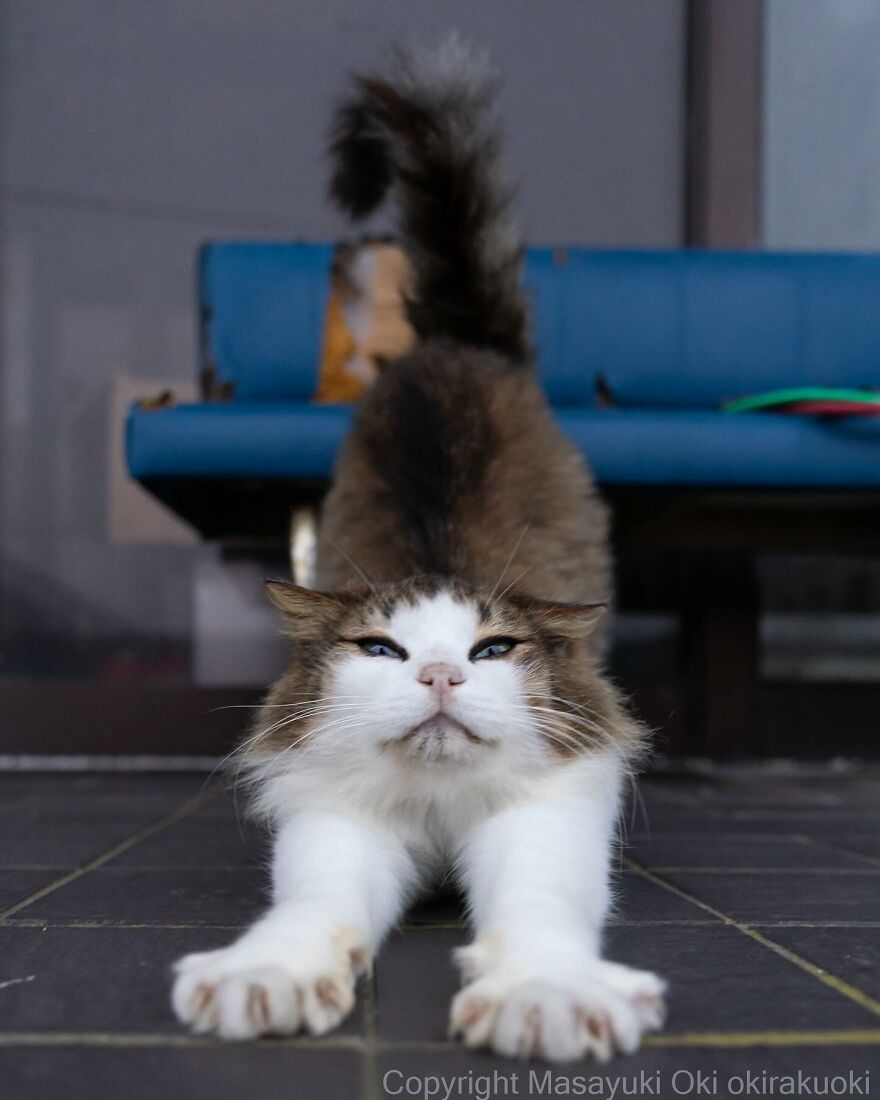 Fluffy cat stretching on a tiled floor, captured by Masayuki Oki.