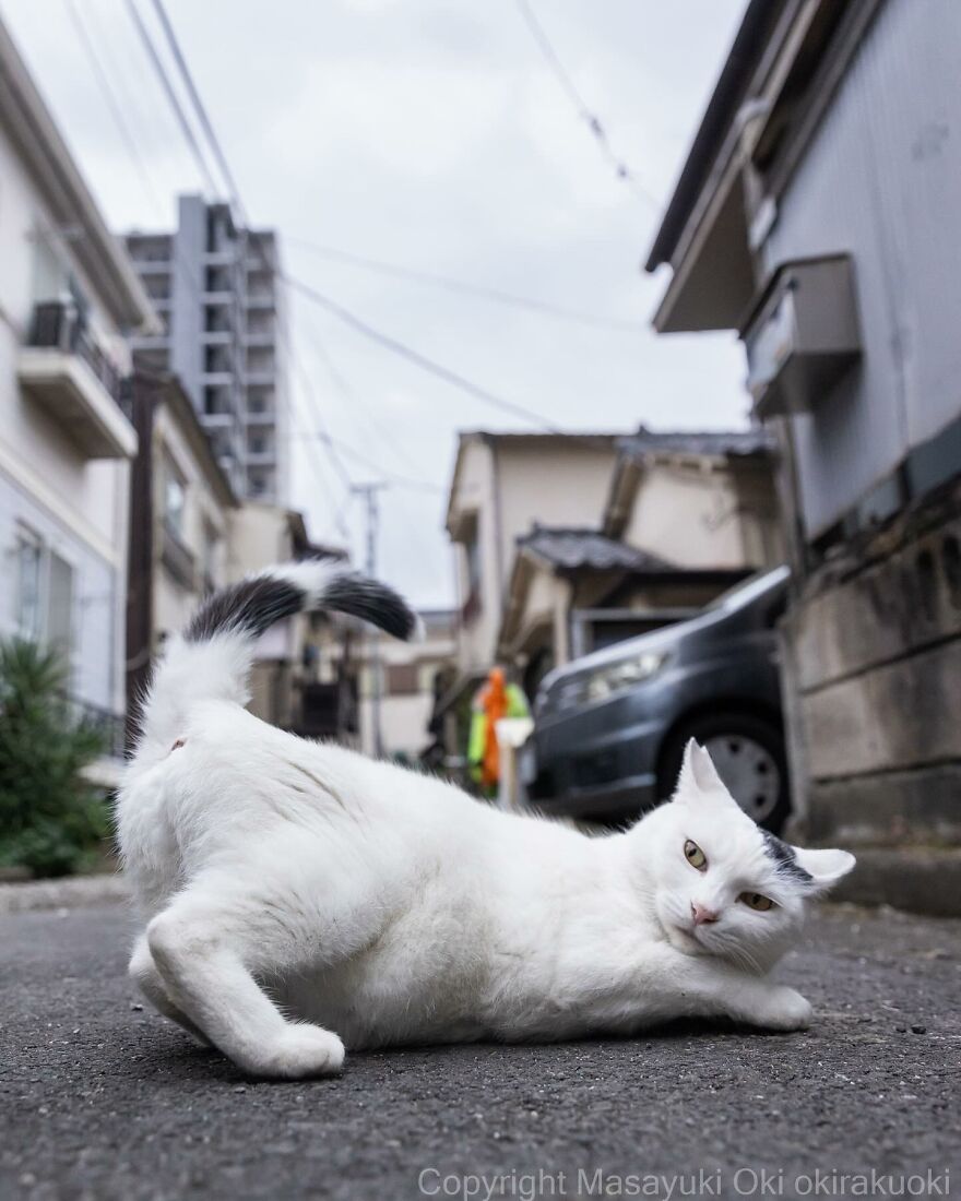 A playful white cat stretches on a street, captured in an entertaining moment by Masayuki Oki.