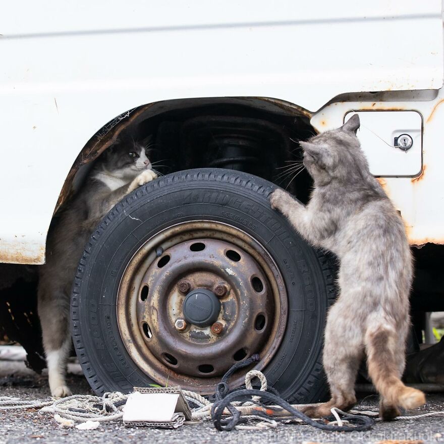 Two entertaining cats interact around a vehicle tire, with one hiding and the other peeking, captured by Masayuki Oki.