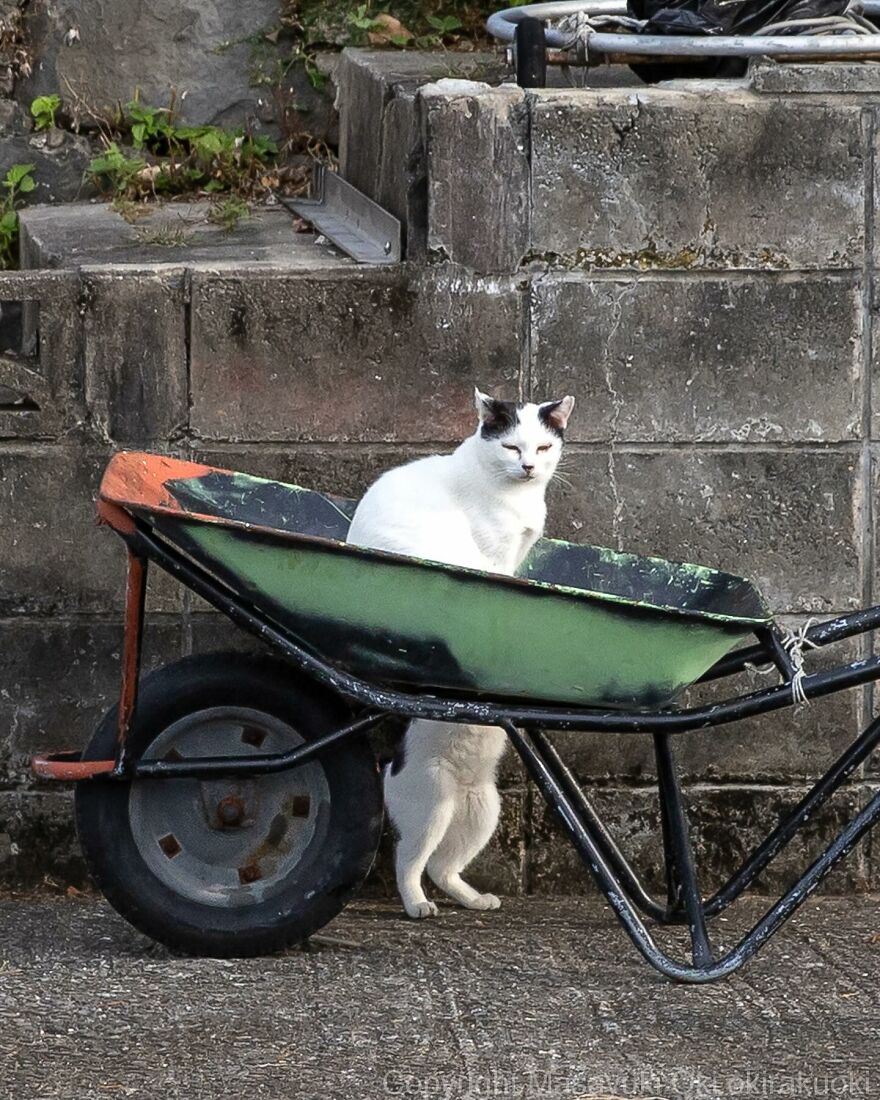 Entertaining cat picture by Masayuki Oki, showing a cat sitting in a wheelbarrow with another hiding underneath.