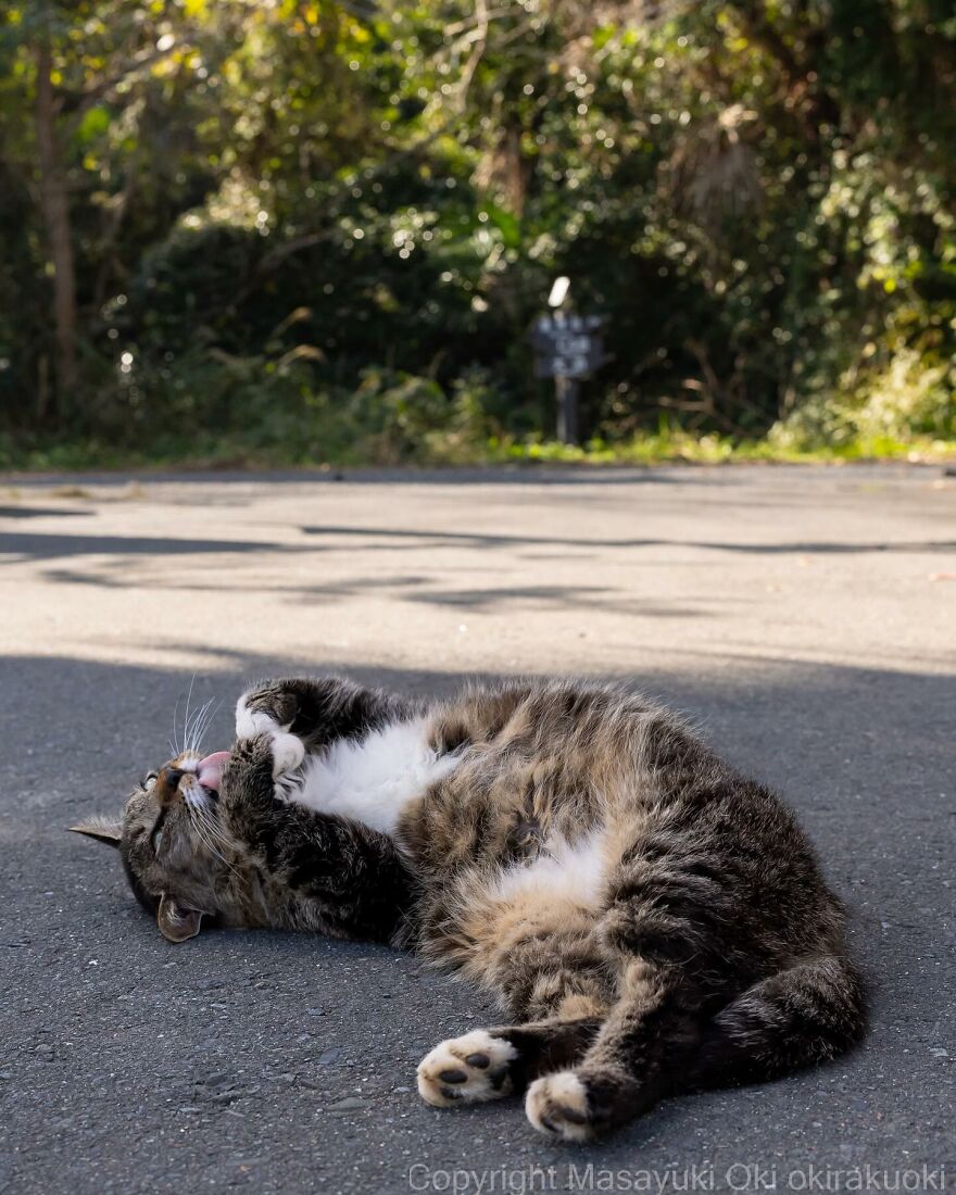 Cat playfully rolling on the pavement, captured by Masayuki Oki, with a lush green background.