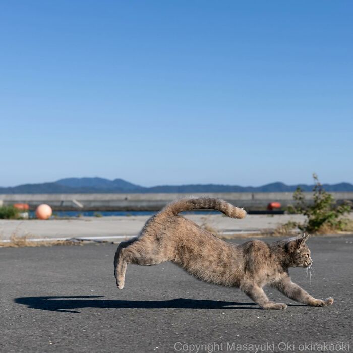 Documenting The Lives Of Tokyo’s Stray Cats: 41 New Photos From Masayuki Oki