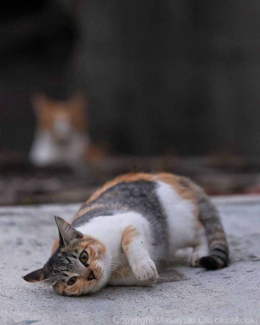 A playful cat lounging on concrete, captured by Masayuki Oki.