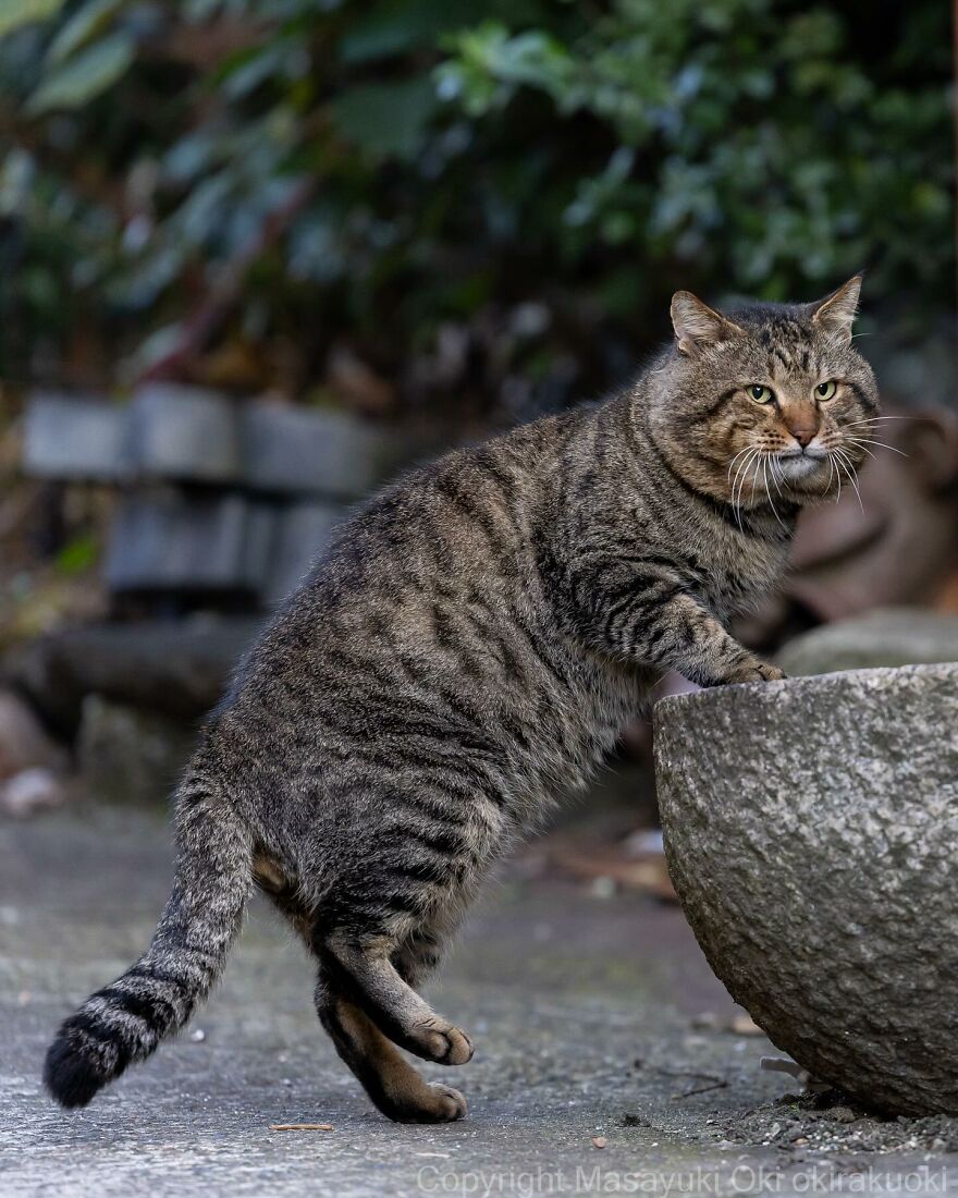 A tabby cat captured by Masayuki Oki, balancing on two legs by a stone basin in a lush garden setting.