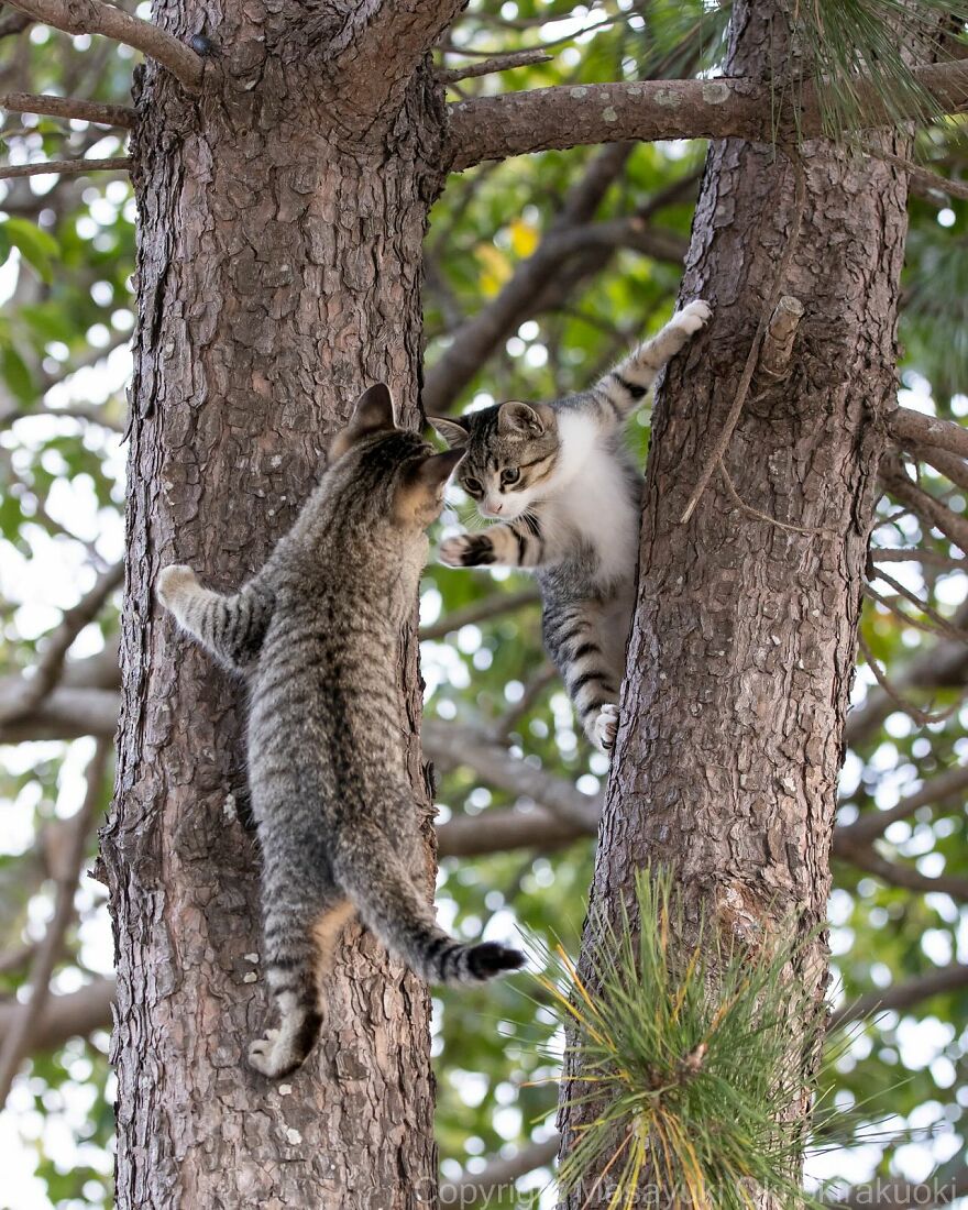 Two cats climbing trees, playfully interacting in a natural setting, captured by Masayuki Oki.