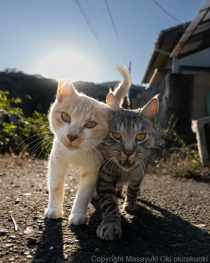 Documenting The Lives Of Tokyo’s Stray Cats: 41 New Photos From Masayuki Oki