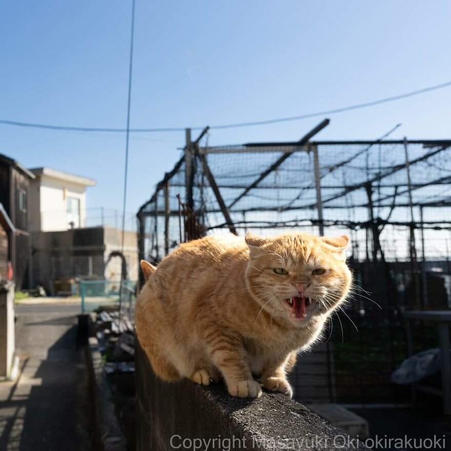 Entertaining cat snarling on a wall, captured by Masayuki Oki in a sunny urban setting.