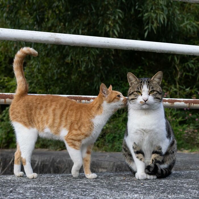 Documenting The Lives Of Tokyo’s Stray Cats: 41 New Photos From Masayuki Oki