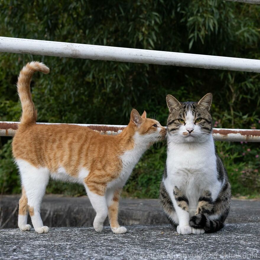 Two cats captured in a playful moment, one whispering to the other, by photographer Masayuki Oki.