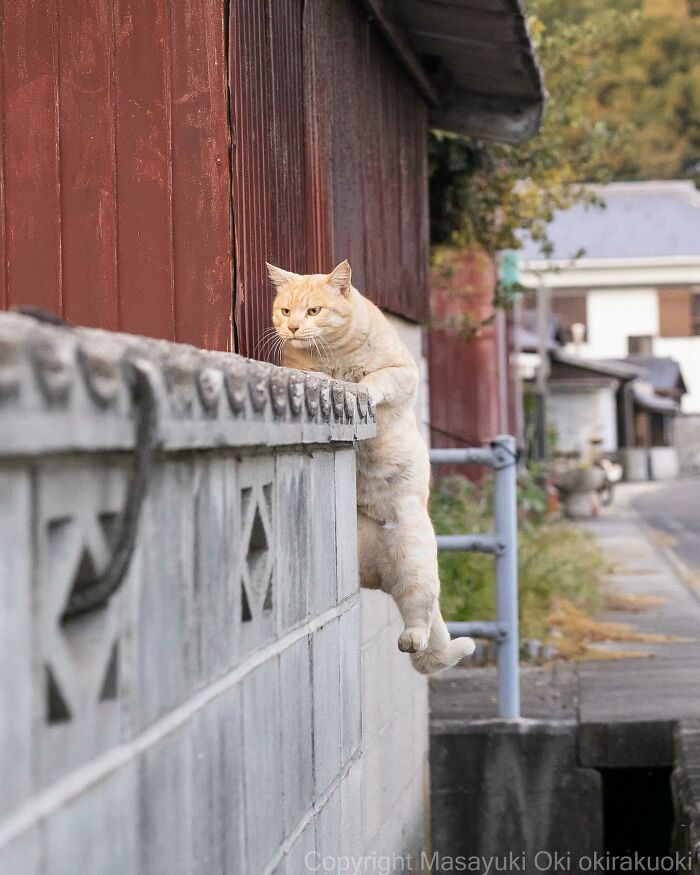 Documenting The Lives Of Tokyo’s Stray Cats: 41 New Photos From Masayuki Oki